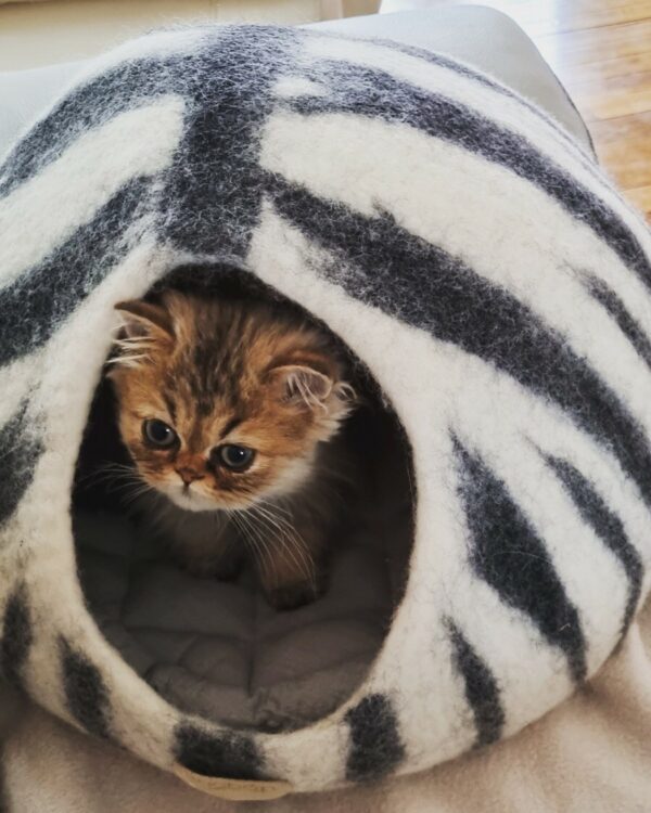 Chat cocon zebre 1