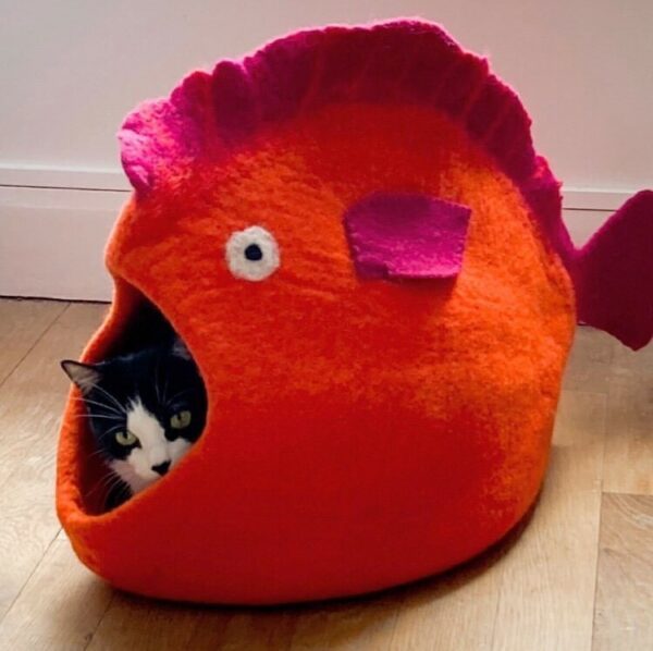 Chat poisson 1