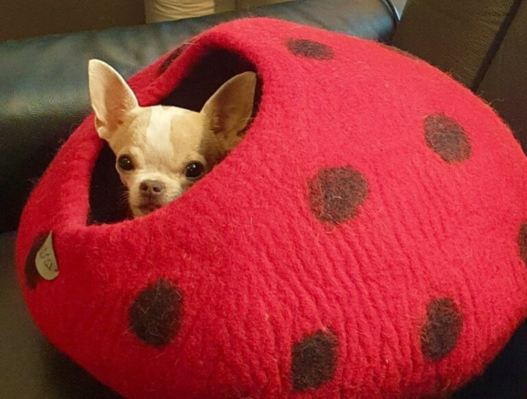 Cocon coccinelle chihuahua