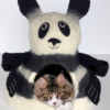 Cocoon Panda avec Main Coon