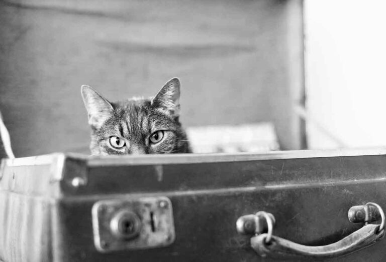 chat valise cocoon paris